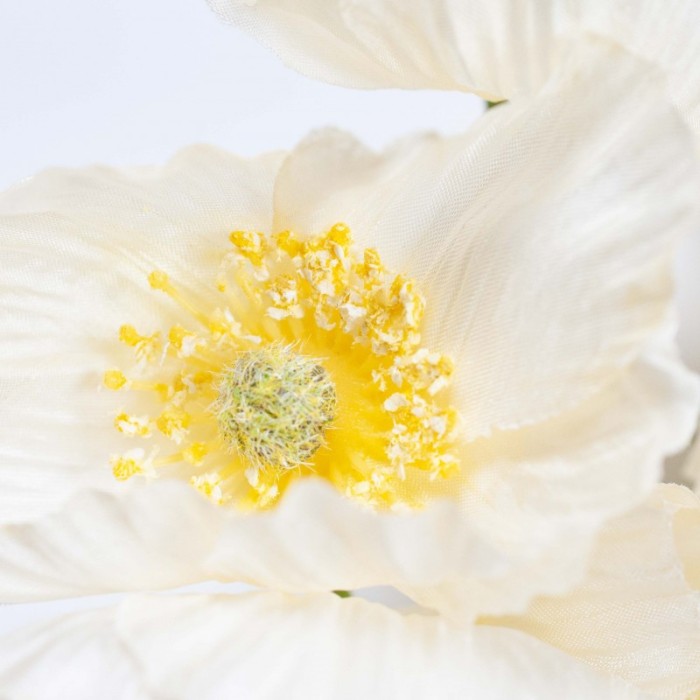 PAPAVERO BIANCO D7 H16